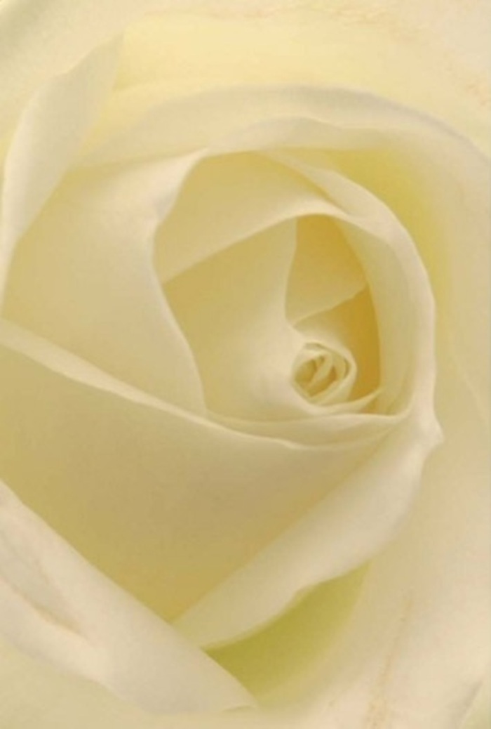 Framed by the expert lens of a Catford florist, this white rose is a portrait of tranquility and gentleness, its petals softly illuminated as though catching the last golden rays above Blythe Hill. The smooth, creamy white and hint of pale gold throughout the bloom are interwoven in seamless harmony, their edges softly curved, inviting contemplation of the flower's understated yet undeniable presence. As the petals spiral towards the heart, delicate shadows trace their curves, lending the arrangement a subtle depth and suggesting stories unspoken. Each layer is near-matte and feather-soft, reminiscent of the plush, early spring grass in Rushey Green. There's a serene dignity in the way these outermost petals, sheer and nearly see-through, envelop the vibrant center-a composition that feels as if it was created for moments of remembrance, apology, or heartfelt gratitude. The rose seems to carry within it the steady confidence of Catford Flowers, echoing the spirit of its community. With every meticulously arranged petal, it evokes the enduring beauty of meaningful gestures-floral art crafted for life's significant occasions and thoughtfully delivered across Catford.