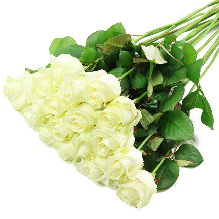 A long, diagonal sweep of white roses fills the image, set against a pristine, all-white background that gives the flowers a luminous, almost weightless presence. Seen from above, around two dozen fresh white rose heads are arranged in a generous cluster at the lower left, where the eye is first drawn to their layered, velvety petals. Most blooms sit at that perfect stage between bud and full opening, their centres still cupped and tight, while the outer petals gently unfurl in smooth, rounded curves. The creamy white of the petals is pure yet gentle, with a suggestion of soft ivory or pale lemon at the core, details that would be familiar to anyone who has examined premium white roses on a florist's bench in Catford. A faint trace of green at the base of some petals signals remarkable freshness, as if these stems were conditioned only hours ago. From this mass of blossom, the stems extend upward and toward the right corner in a tidy yet relaxed bundle, their lines giving the composition energy and direction. Each stem is strong and straight, dressed in dense, healthy foliage that ranges from rich bottle green to almost bluish-green tones. Some leaves show natural colour variations-slight red hints along the undersides and edges, the sort of nuance you notice while stripping thorns and shaping bouquets for deliveries to streets around Catford, Rushey Green, and Downham. Even, bright lighting enhances every texture, from the satiny petals to the faint veins on the leaves, without casting heavy shadows. The overall feeling is one of quiet elegance and heartfelt emotion, perfectly capturing how white roses can convey purity in a bridal bouquet, dignity in a funeral tribute, or simple, sincere affection when delivered as a thoughtful gift to a home or workplace in the local area.